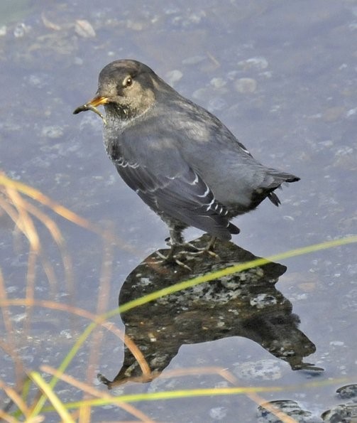 American Dipper