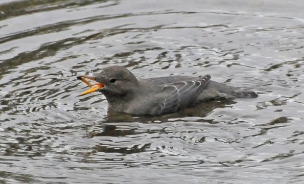 American Dipper