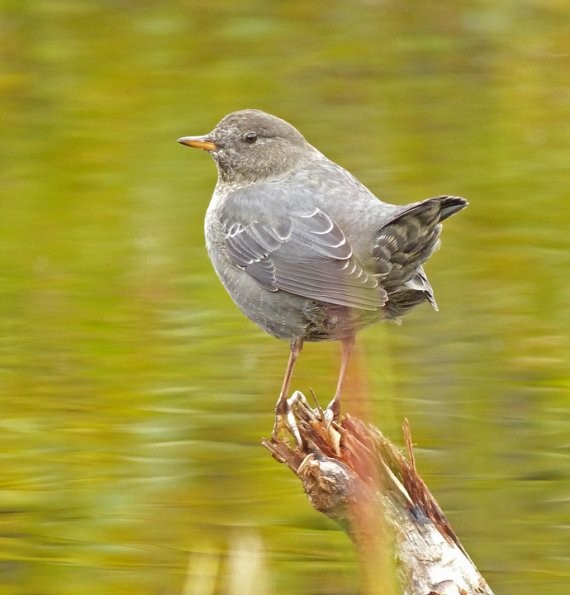 American Dipper