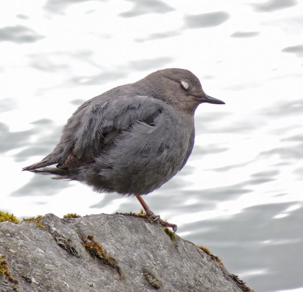 American Dipper