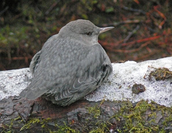 American Dipper relaxing