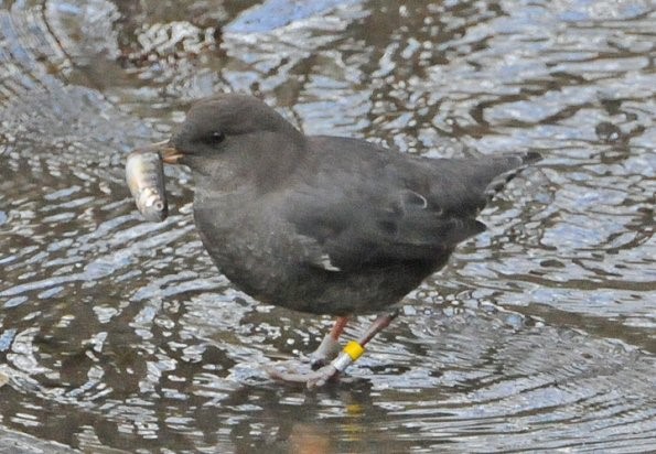 American Dipper eating small fish