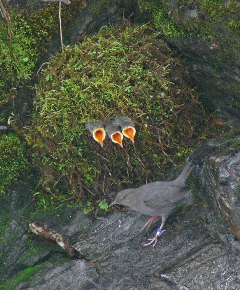 American Dipper feeding babies