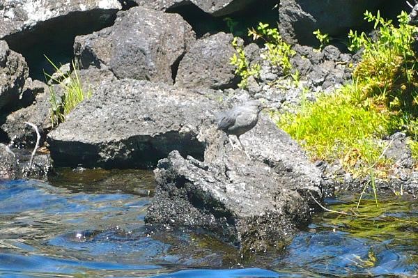 American Dipper perched near turbulant water