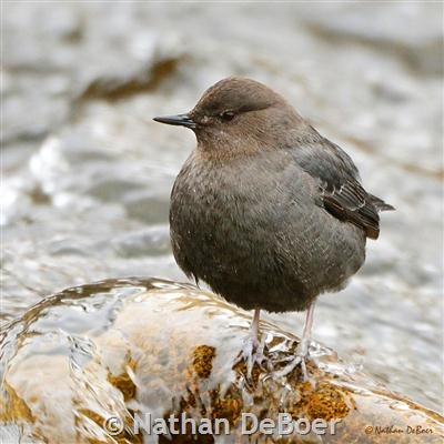 American Dipper posing