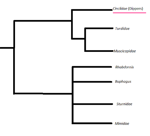 Phylogenetic tres