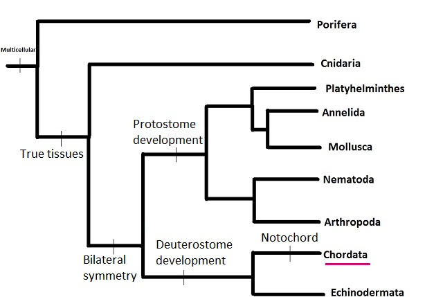 Phylogenetic tree