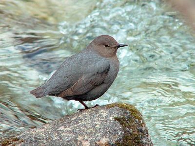 American Dipper 