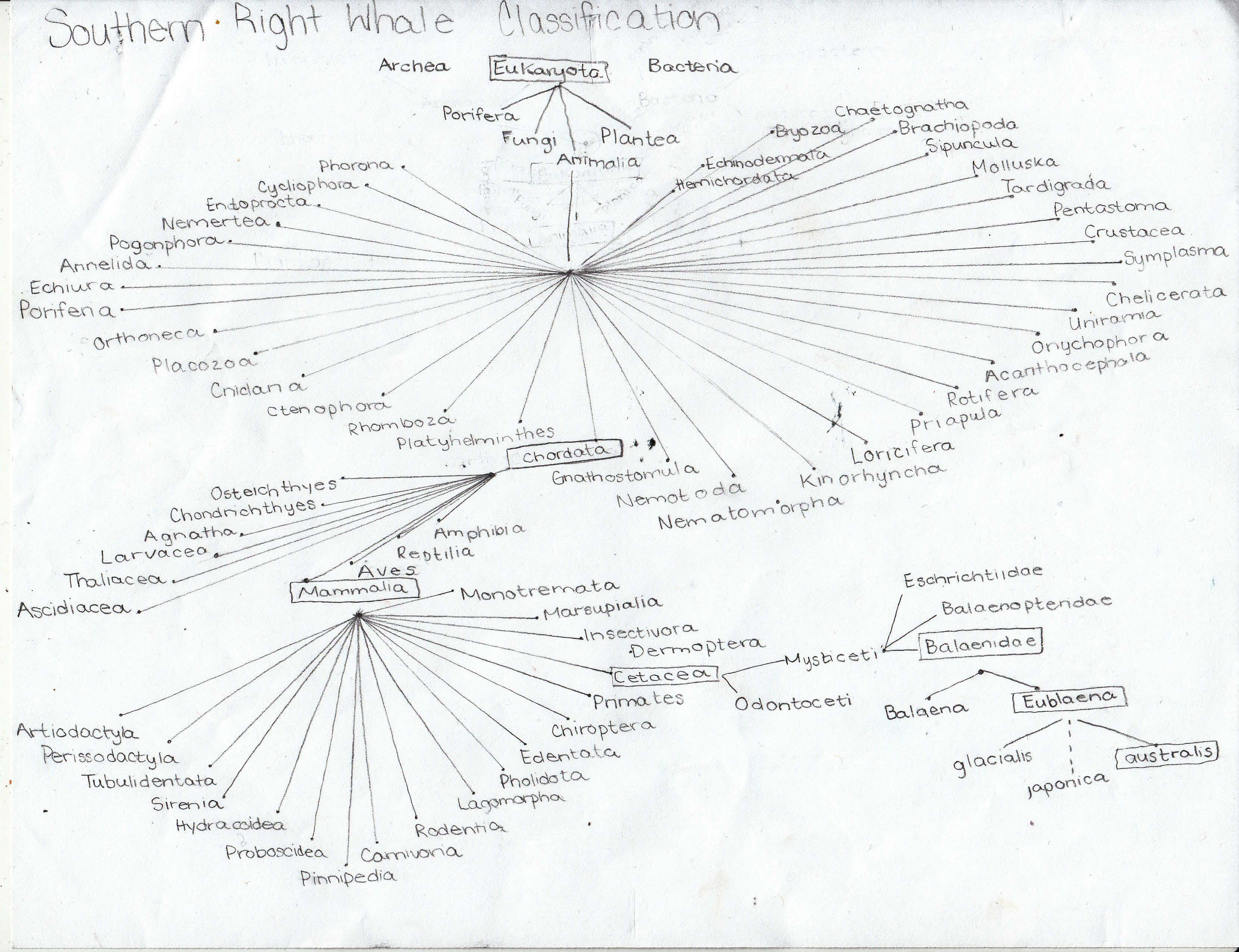 Phylogeny of Southern Right Whale