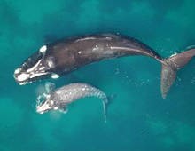 Mother Southern Right Whale with Calf from About.com/animals