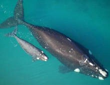 Mother Southern Right Whale with Calf from About.com/animals