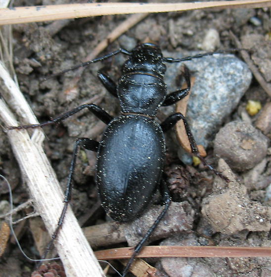 Omus californicus