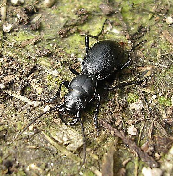 California Night-stalking Tiger Beetle