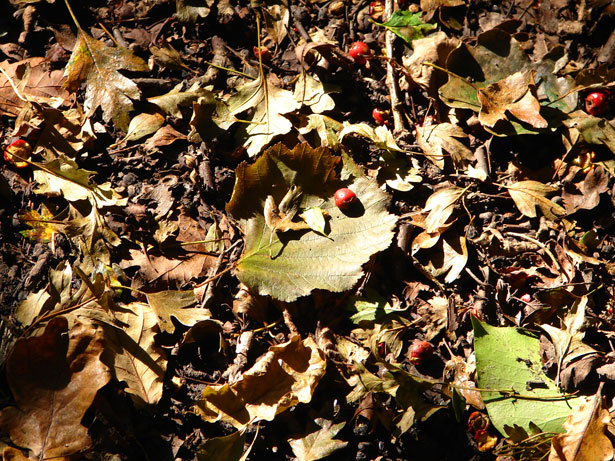 Leaf Litter