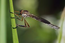 Robber Fly