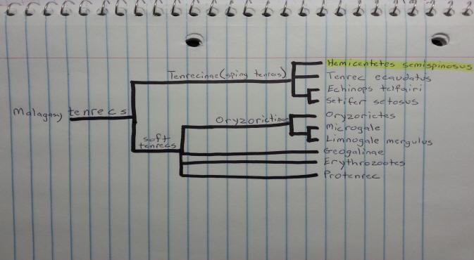 Phylogenetic Tree of Hemicentetes semispinosus