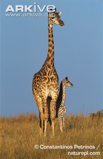 Giraffe