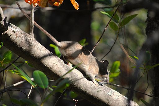 Taken from http://commons.wikimedia.org/wiki/File%3ANeotoma_fuscipes.jpg. Photo of a Dusty Footed Woodrat climbing on a tree branch.