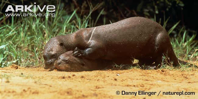 Two giant river otters lying on top of each other. Image provided by Danny Ellinger via Arkive.