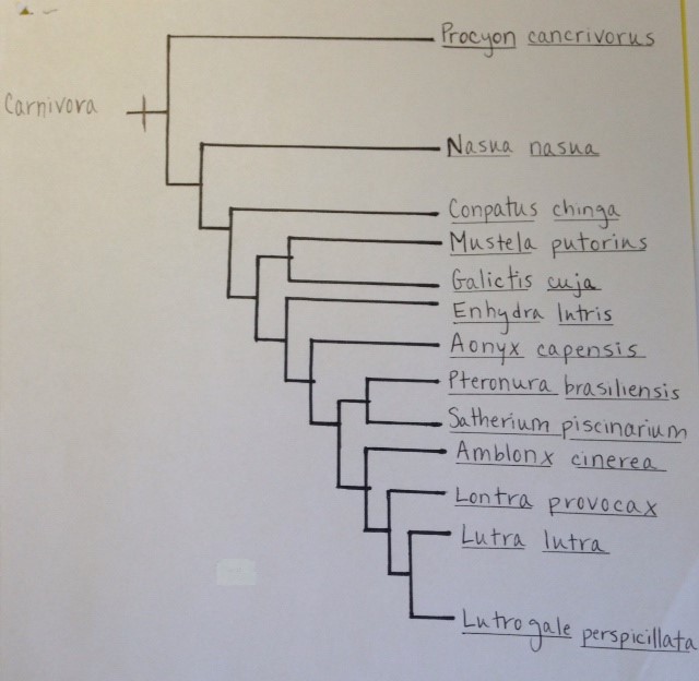 Phylogenetic tree of families belonging to the Carnivora. Image provided by Alyssa Patten.