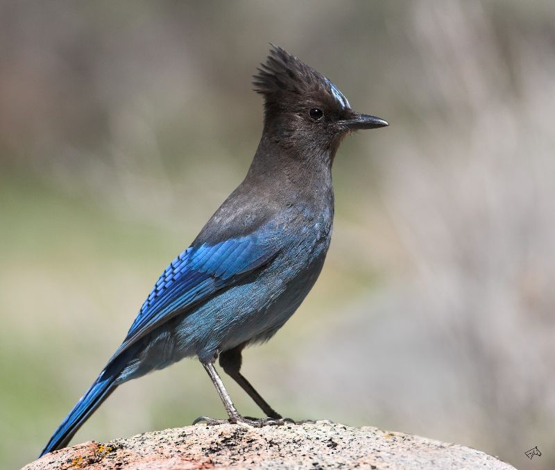 Steller's Jay