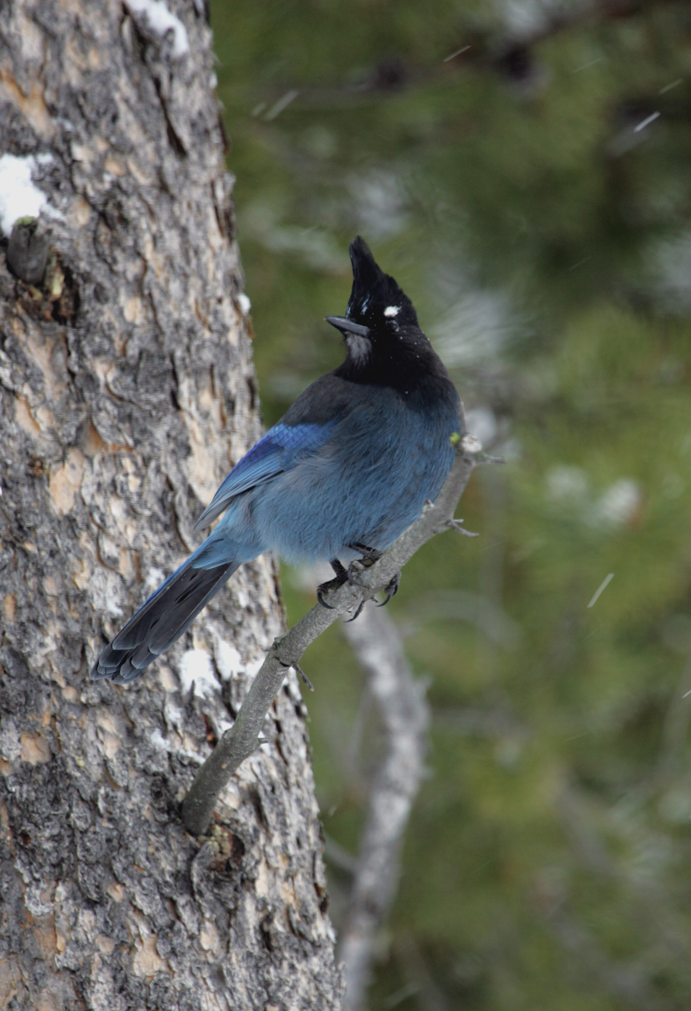 Steller's Jay looking for predators