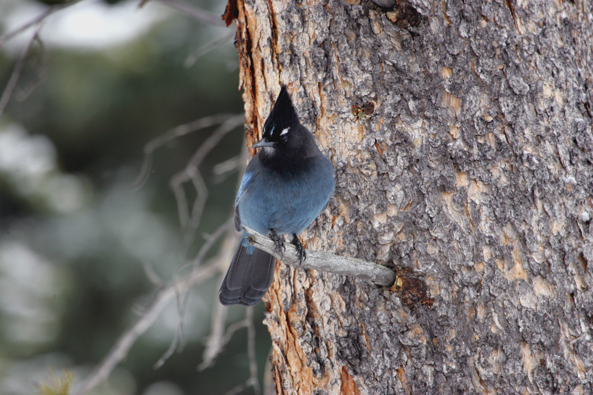 Steller's Jay Perching