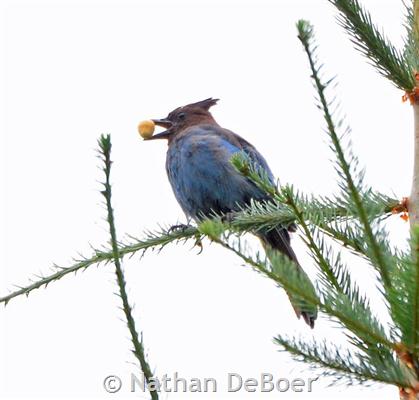 Steller's Jay eating a seed