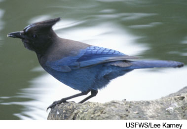 Steller's Jay perching