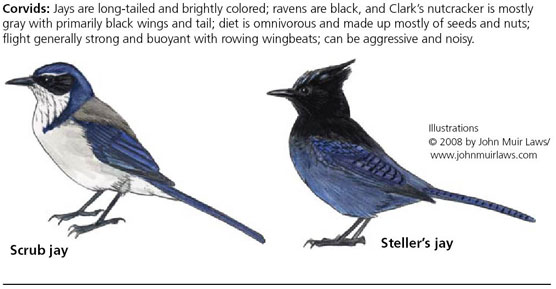 Scrub Jay vs. Steller's Jay