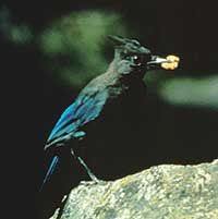 Steller's Jay Feeding