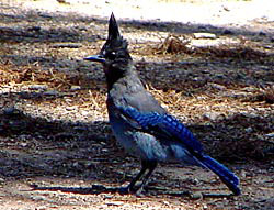 Steller's Jay Foraging