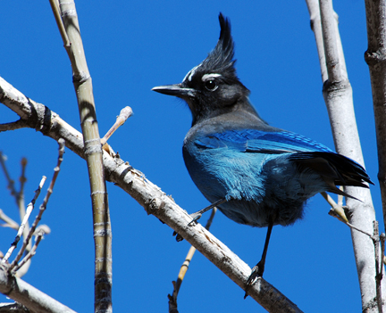 Steller's Jay in a tree