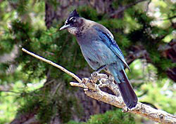 Steller's Jay Feeding