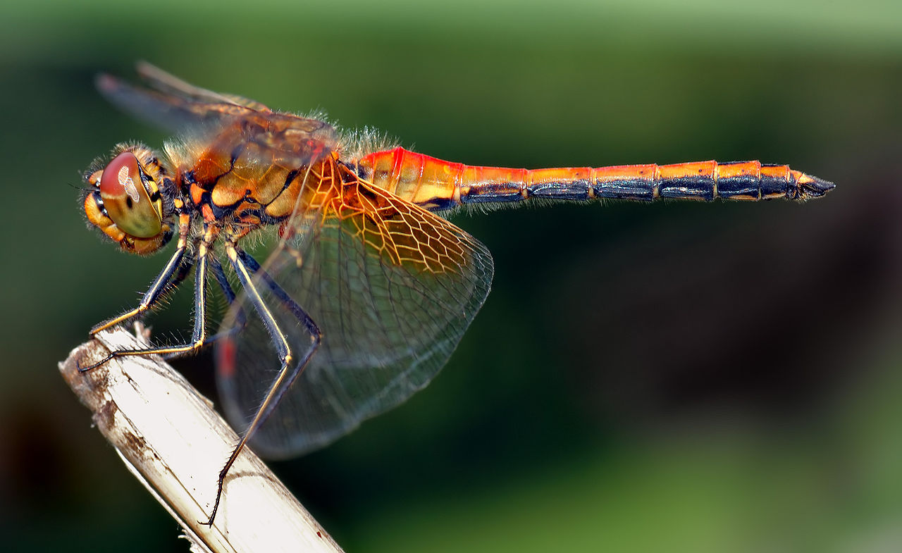 A dragonfly is food for the Jackson's Chameleon