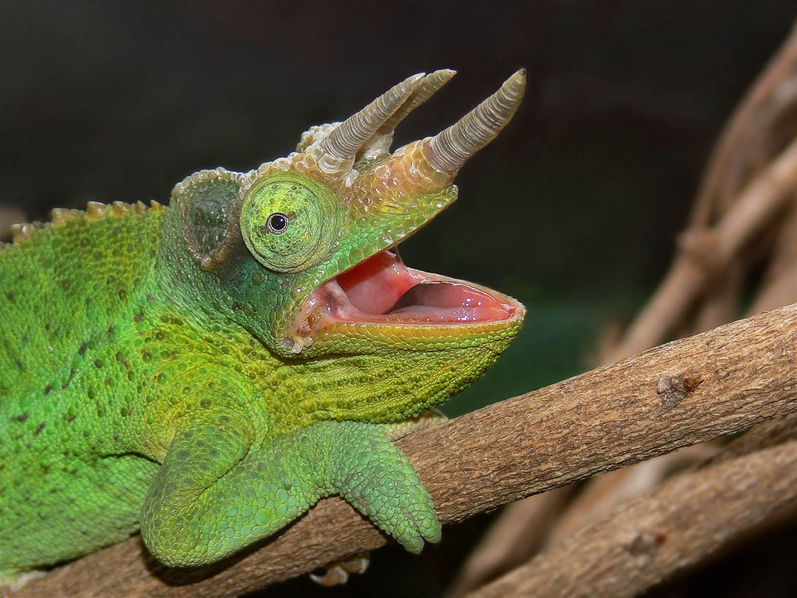 Yawning Jackson's Chameleon