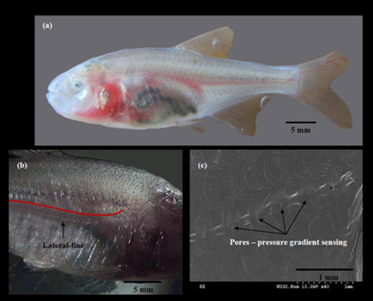 Lateral Line system