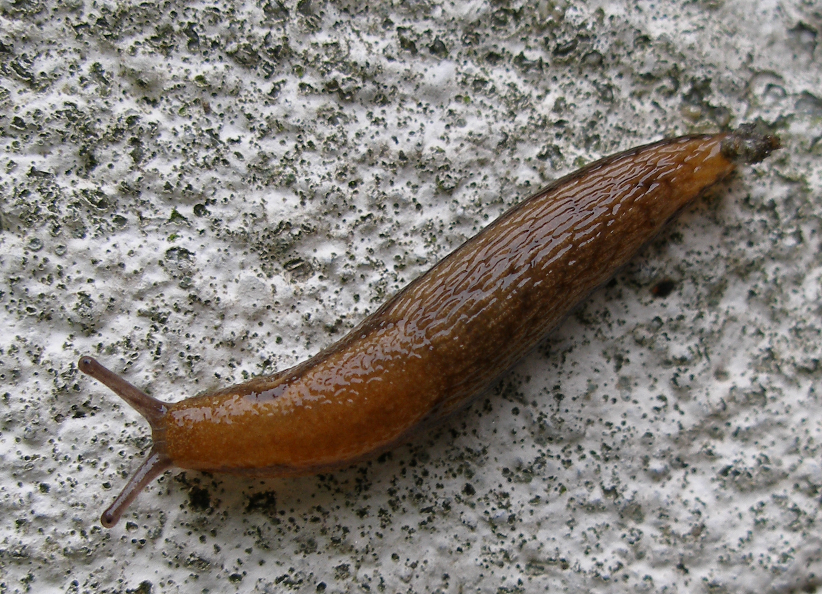 Brown Slug