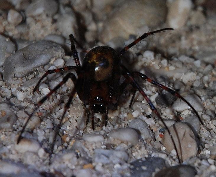 European Cave Spider