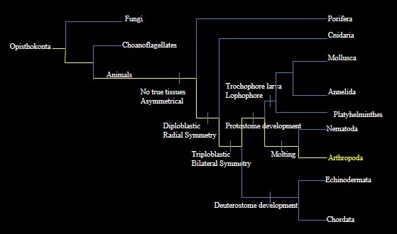 Phylogenic Tree