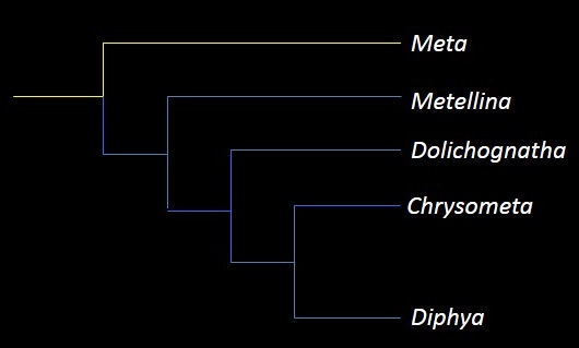 Menainae Phylogenic Tree