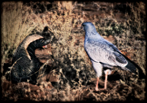 Honey Badger with a Goshawk; Used with permission by Keith and Colleen Begg