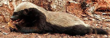 The honey badger enjoying a meal; used with permission from Keith & Colleen Begg 