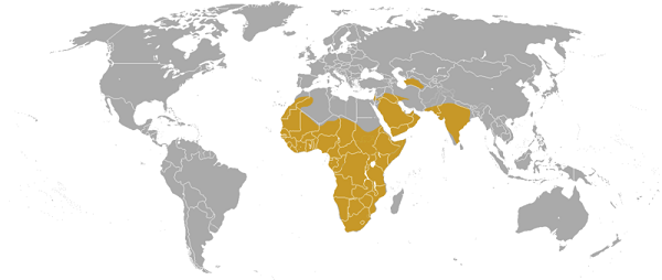 Geographical location of the honey badger; Used with permission from Keith & Colleen Begg