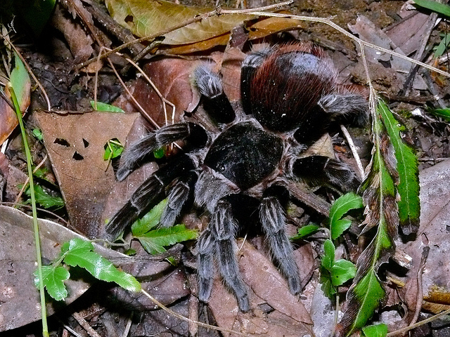 B. vagans