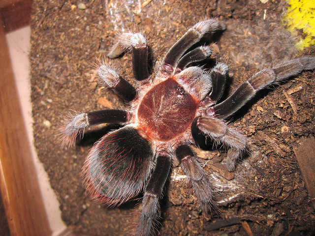 B. vagans