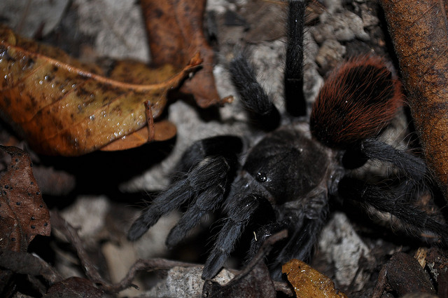 B. vagans