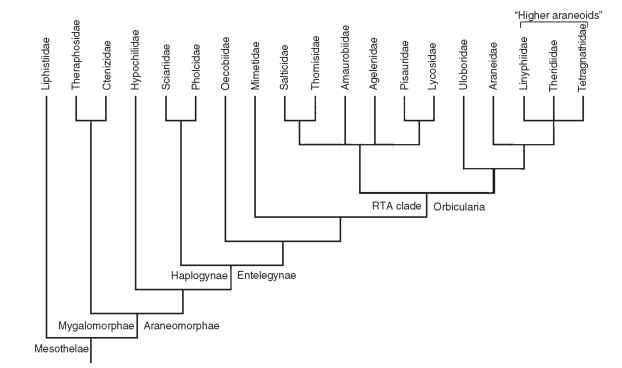 Phylogenetic tree