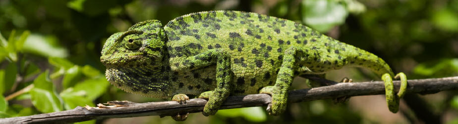 Common Chameleon taken by Benny Trapp