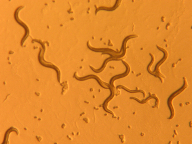 Phylum Nematoda